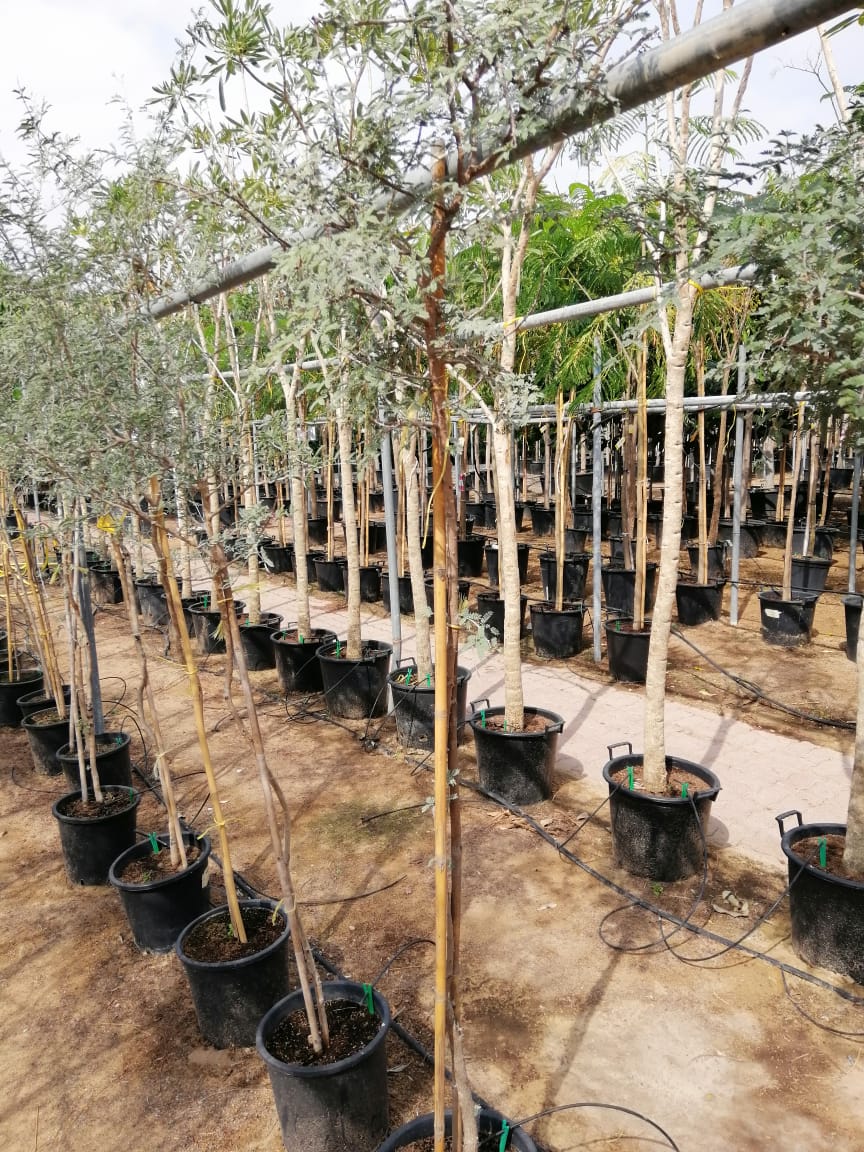 Ghaf Tree "Prosopis cineraria" شجرة الغاف