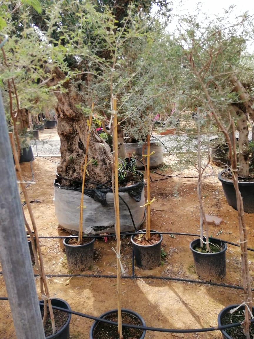 Ghaf Tree "Prosopis cineraria" شجرة الغاف