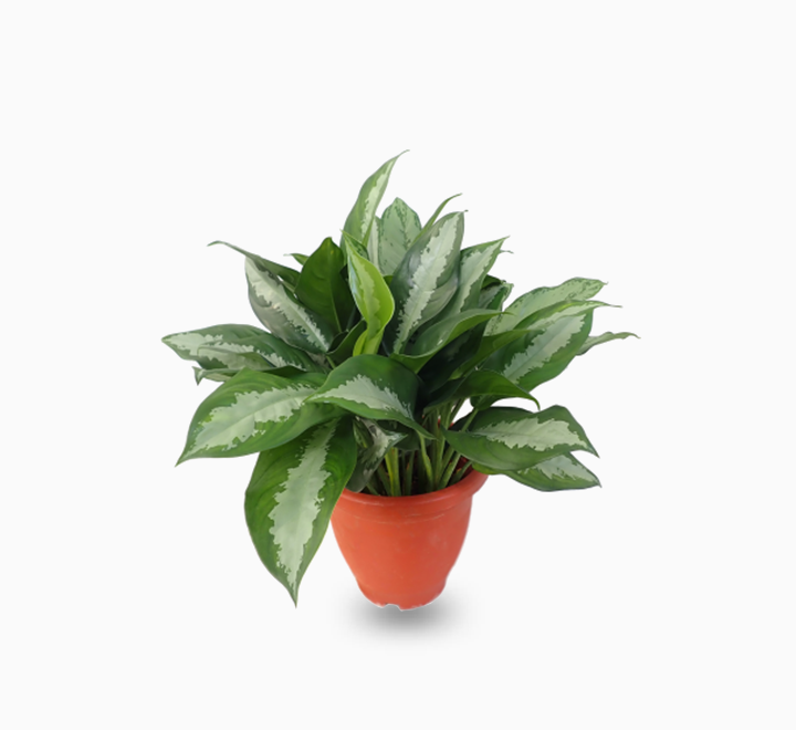 Aglaonema Pattaya Beauty