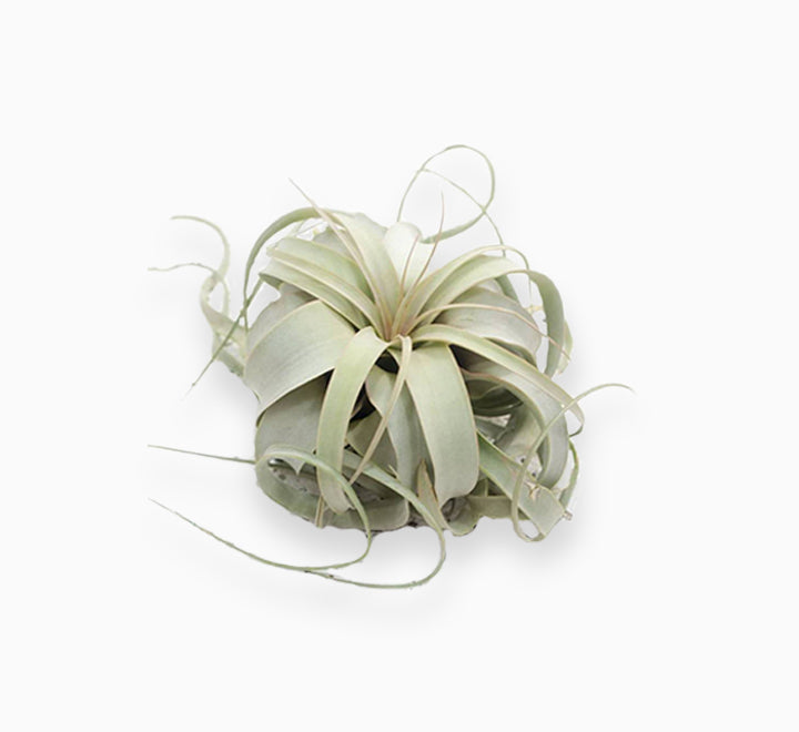 Air Plant Tillandsia Xerografica