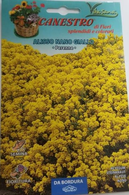 Alisso Nano Giallo Seeds by CANESTRO