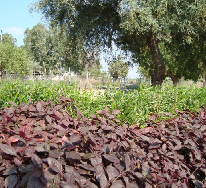 Alternanthera 'Purple Knight'