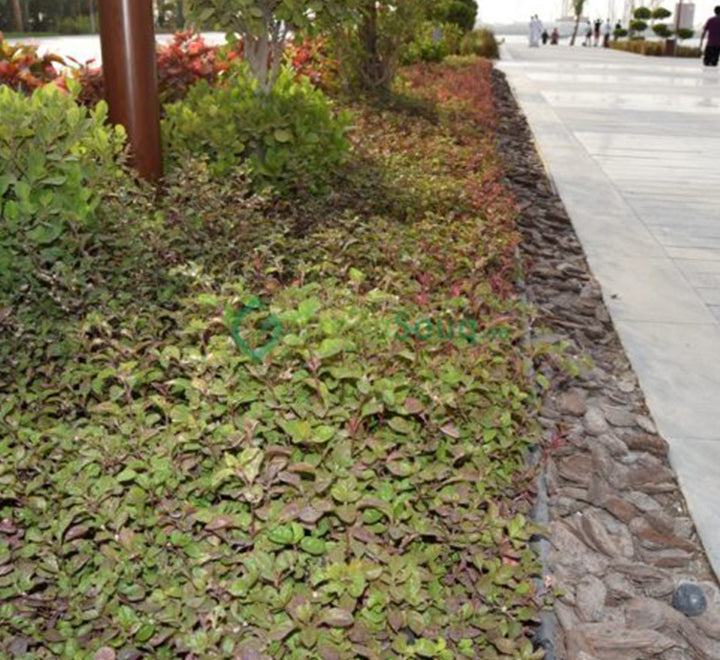 Alternanthera Red "Red Sessile Joyweed"