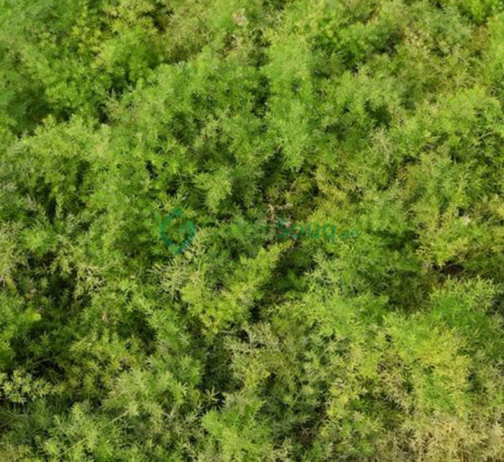 Asparagus sprengeri, Emerald feather or Emerald fern "Sprenger's asparagus"