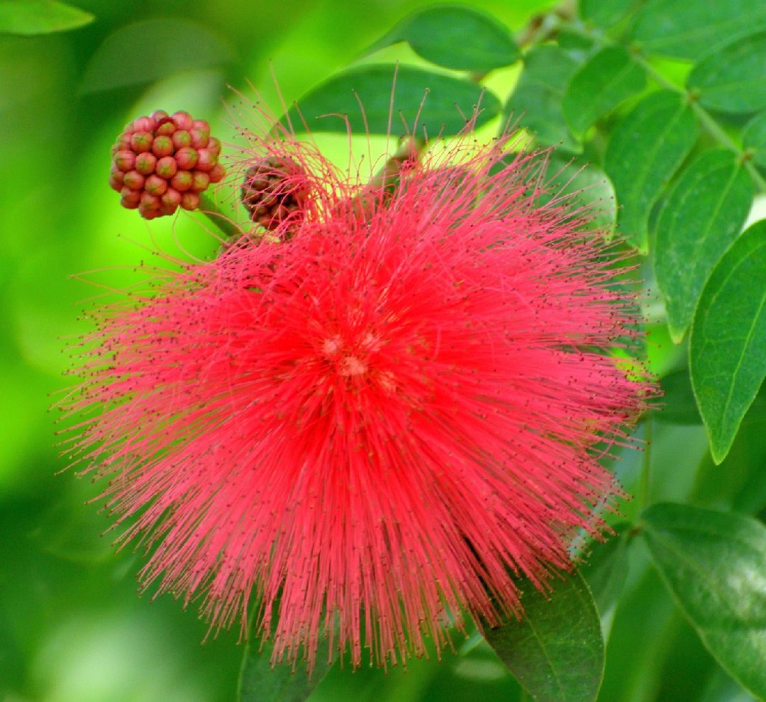 Red Powder Puff "Calliandra Haematocephala Hassk" 0.7-0.8m