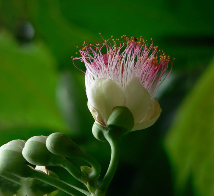 Barringtonia asiatica, Barringtonia speciosa