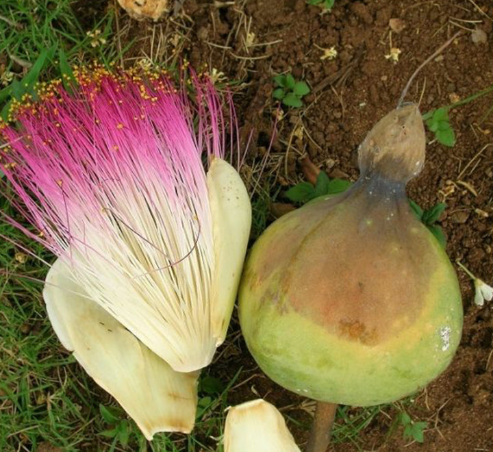 Barringtonia asiatica, Barringtonia speciosa