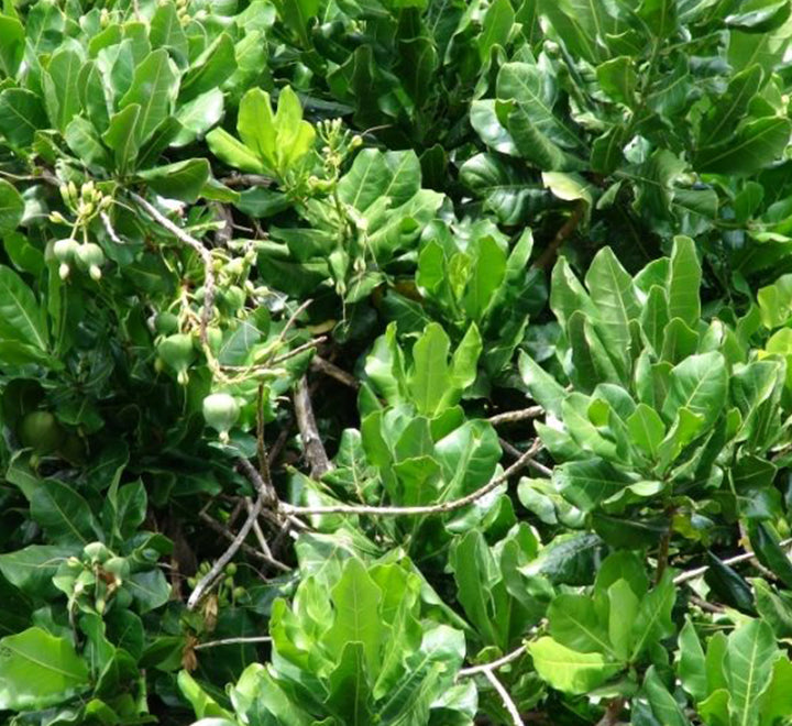 Barringtonia asiatica, Barringtonia speciosa