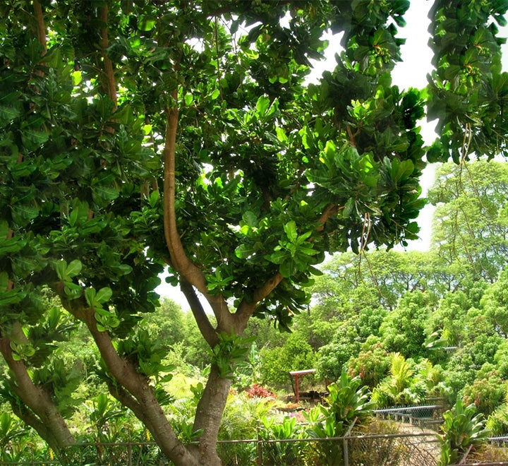 Barringtonia asiatica, Barringtonia speciosa