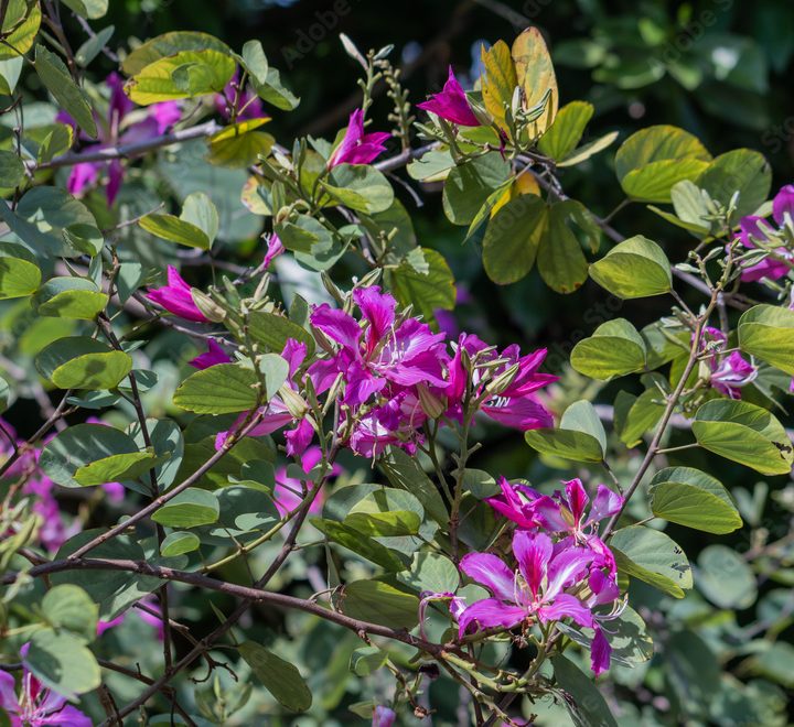 Bauhinia purpurea "Purple Orchid-Tree"