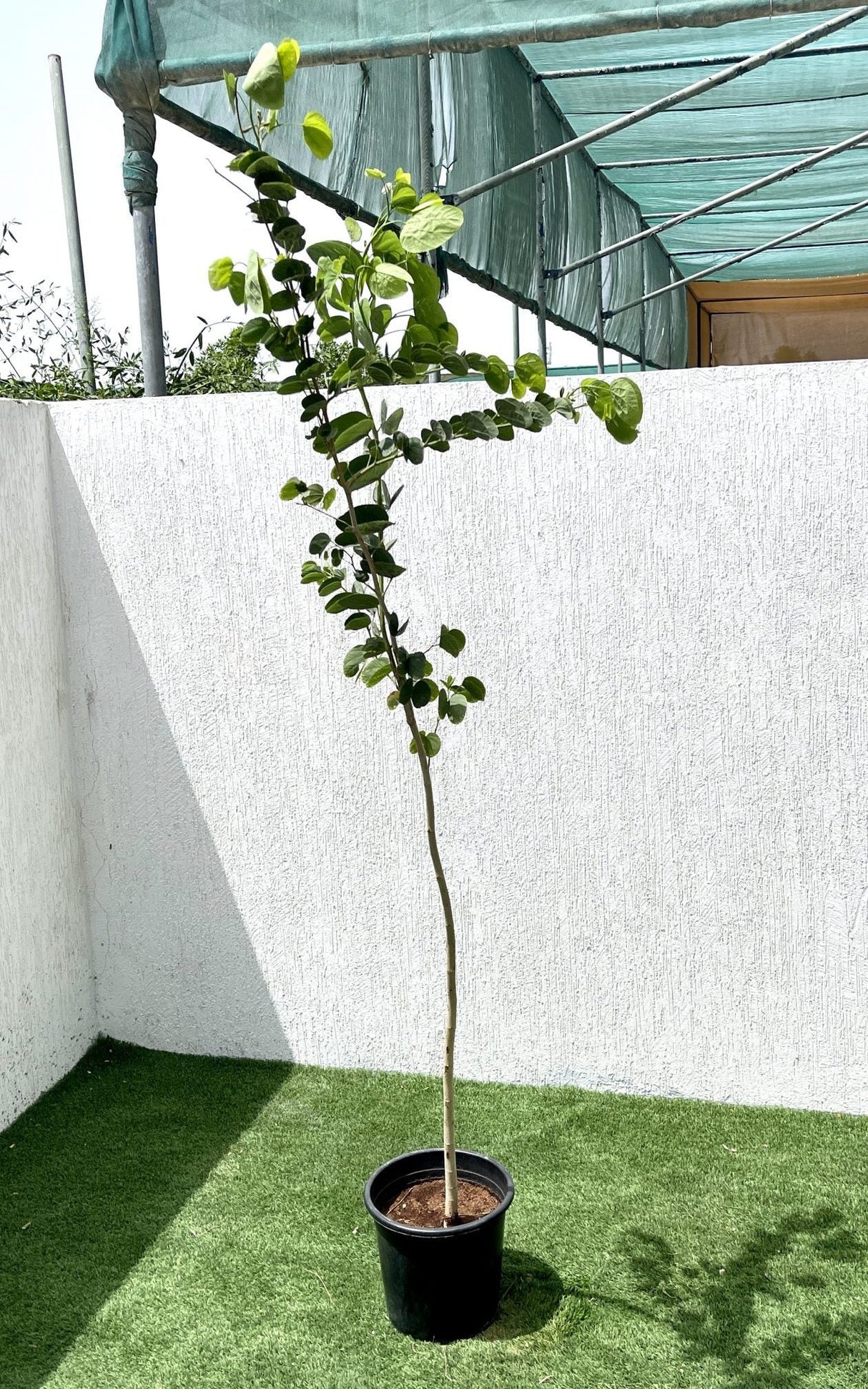 Bauhinia purpurea "Purple Orchid-Tree"