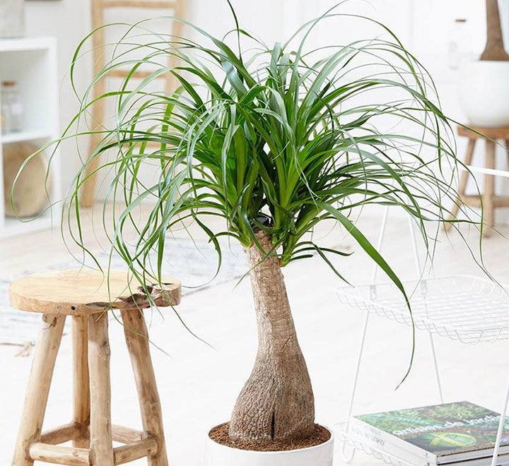 Beaucarnea recurvata "Elephant's Foot or Ponytail Palm" 50-60cm