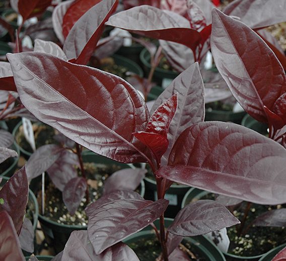 Black varnish Tricolor "Pseuderanthemum"