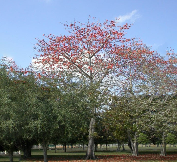 Bombax Cieba, Cotton Tree, Red silk-Cotton