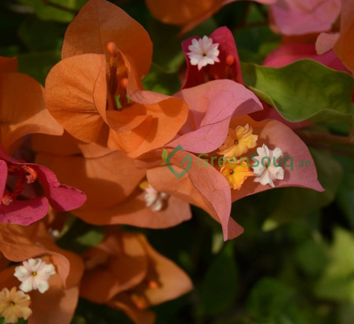 Bougainvillea spectabilis “30 to 160cm” Orange