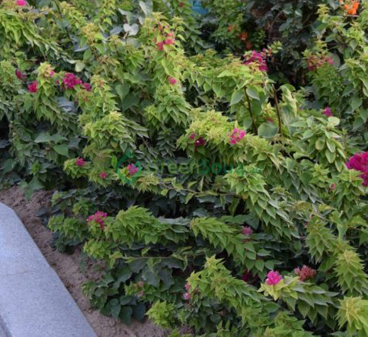 Bougainvillea "Pink Pixie"