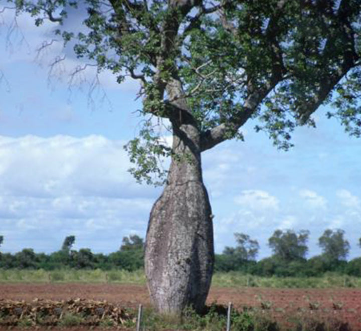 Brachychiton populneus (Kurrajong)