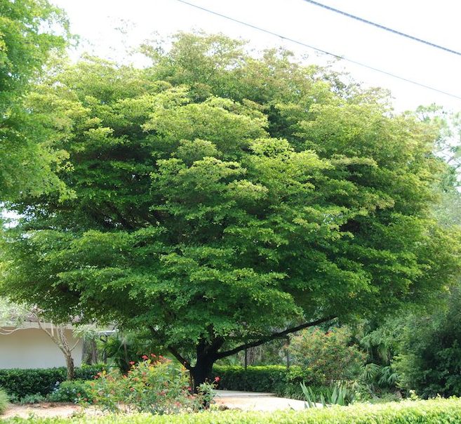 Bucida buceras "Black Olive Tree"