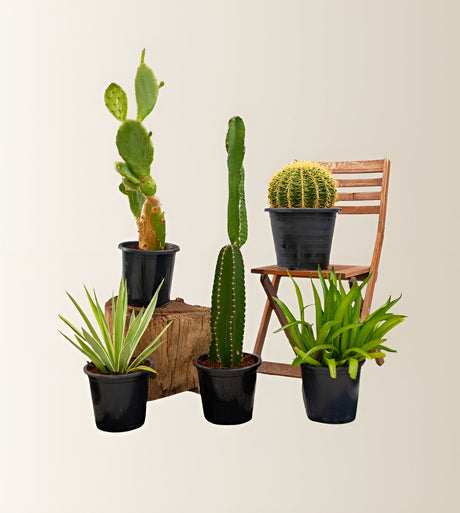Cactus Plants Bundle (Agave Attenuata 40-50cm, Golden Barrel Cactus 40-50cm, Pachycereus Gaumeri 40-60cm, Opuntia Consolea 40-50cm)