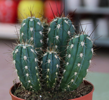 Ornamental Cactus 7 - 15cm