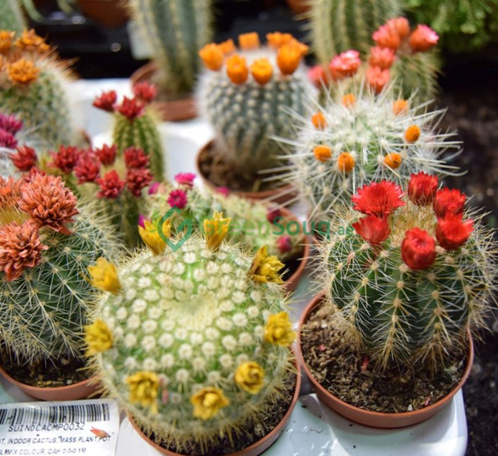 Ornamental Cactus 5-8cm