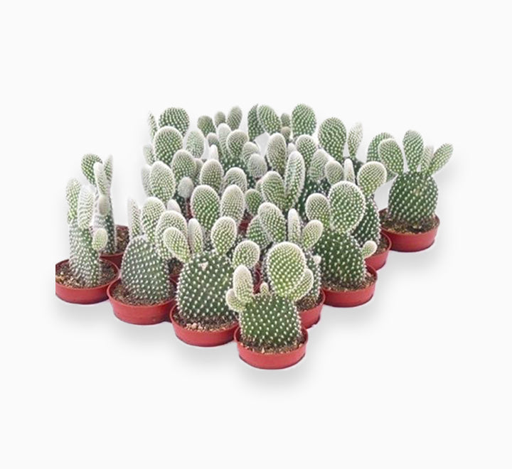 Cactus Opuntia Albata or Bunny Ears 5-8cm