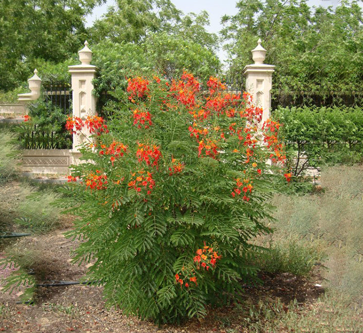 Caesalpinia pulcherrima "Peacock Flower" 40-50cm