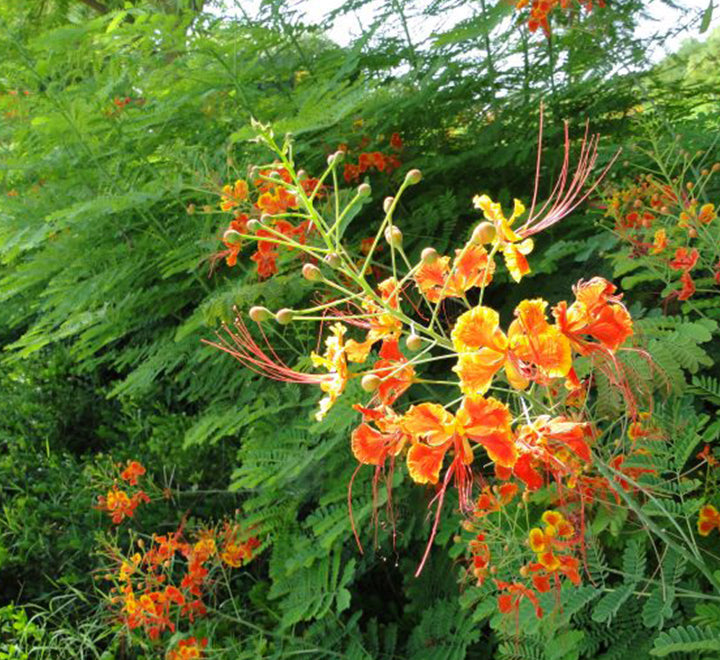 Caesalpinia pulcherrima "Peacock Flower" 40-50cm