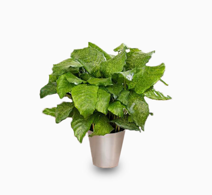 Calathea mosaica  “Network”