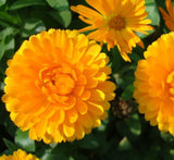 Calendula officinalis Or English Marigold
