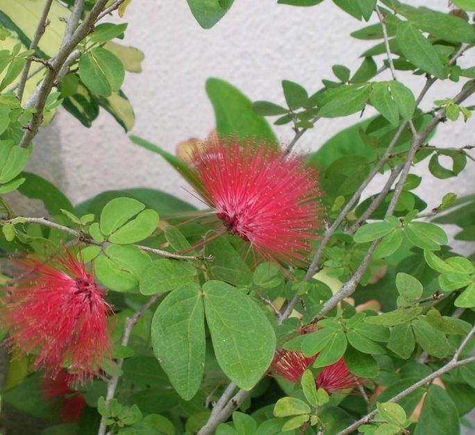 Red Powder Puff "Calliandra Haematocephala Hassk" 0.7-0.8m