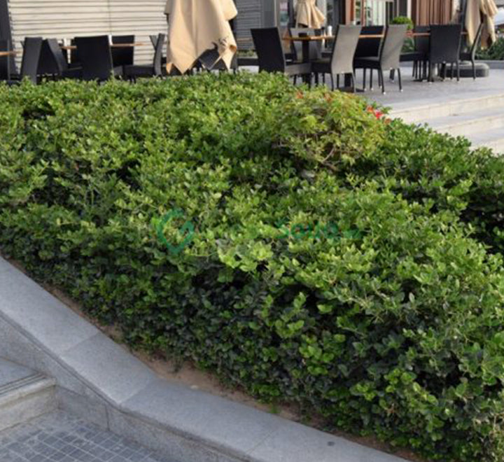 Carissa grandiflora "Prostrata Natal Plum"