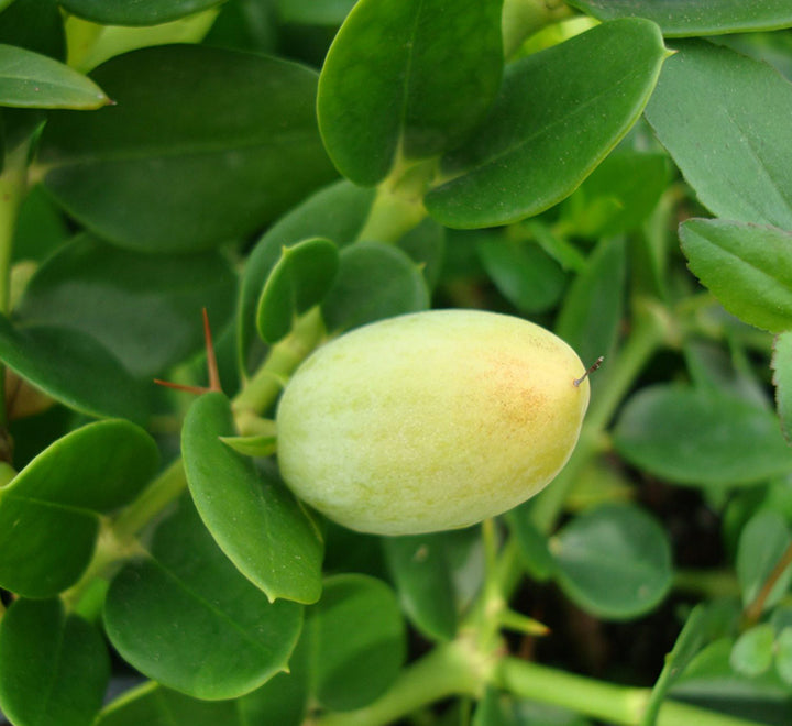 Carissa grandiflora "Prostrata Natal Plum"