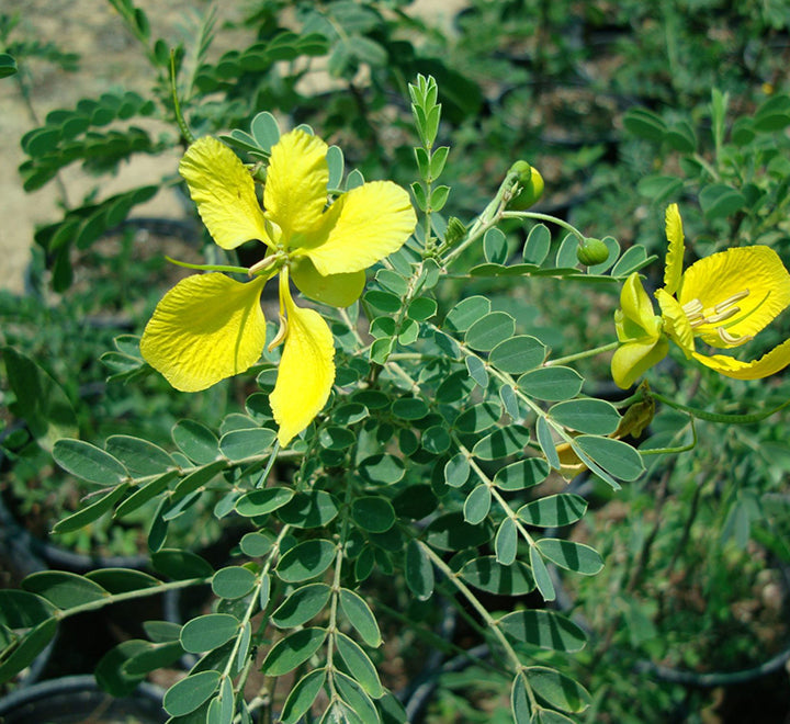 Cassia bicapsularis "Butterfly bush"