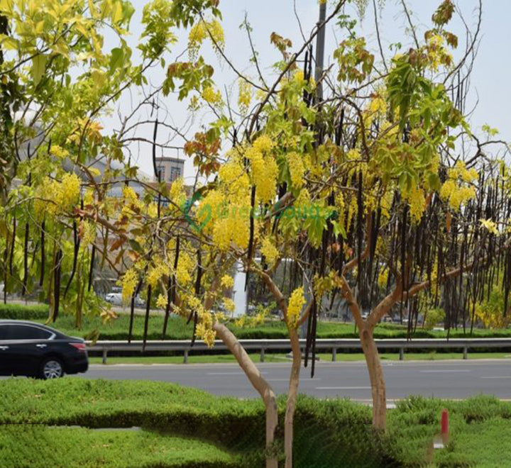 Cassia fistula "Golden Shower Tree" 2.5 - 3.0m