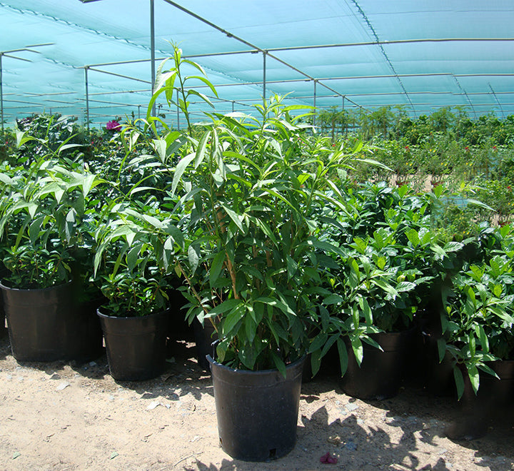 Cestrum nocturnum "Night Queen or Night-blooming jasmine"