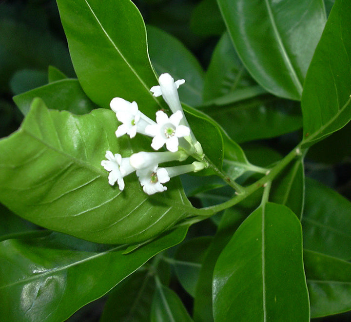 Cestrum diurnum or Day King