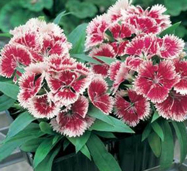 Hanging Dianthus Caryophyllus "Carnation or Clove Pink"