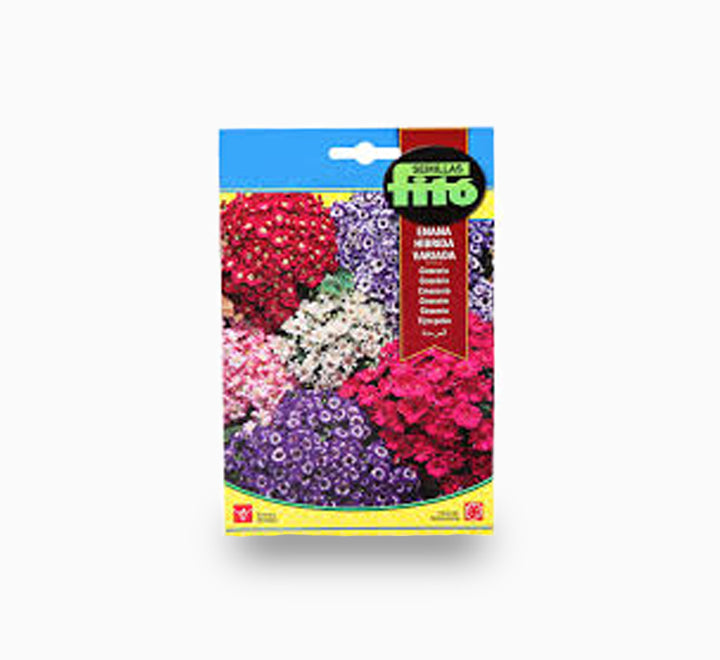 Cineraria Dwarf Hybrid Mix 50mg - Fito Seeds