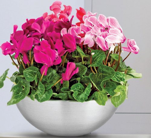 Classic "Aluminium" Bowl