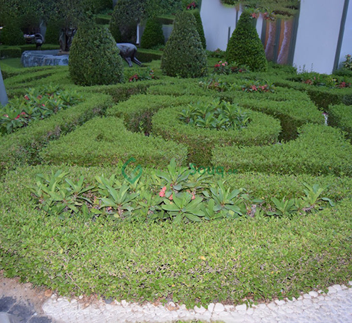 Clerodendrum inerme (Wild Jasmine)