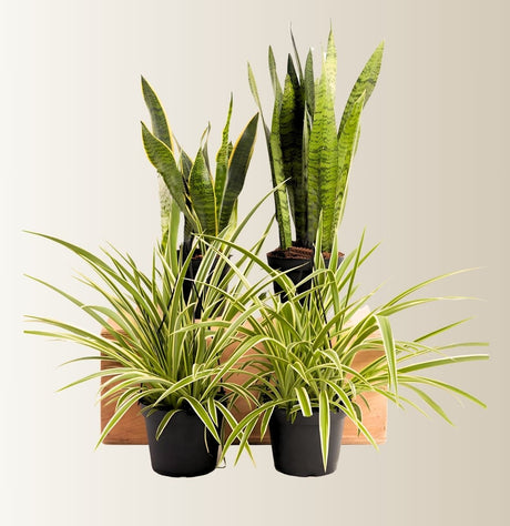 Overcome your Fears Plants Bundle (2xSansevieria trifasciata (Indoor)  40-60cm,  2xSpider plant 30-40cm)