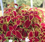 Coleus mix color plants