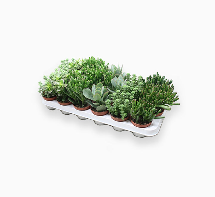Crassula Mix 7 – 11cm
