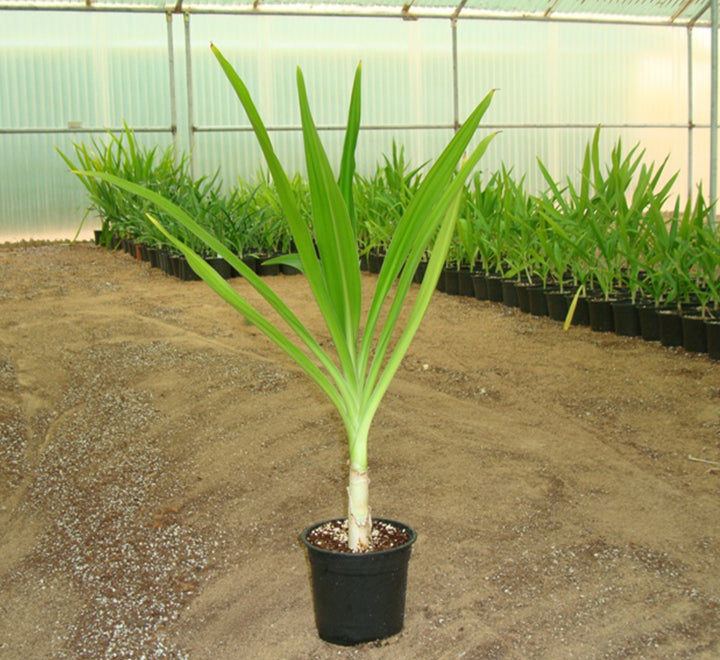 Crinum asiaticum "Spider lily or Seashore lily"