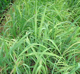 Lemon Grass or Cymbopogon citratus 40 - 60cm