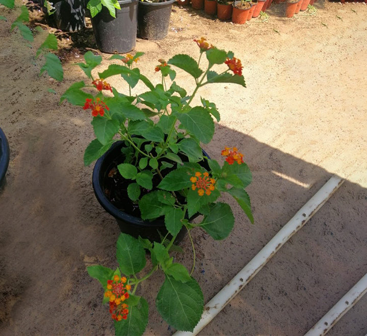 Lantana camara "Red Sage" 30-40cm
