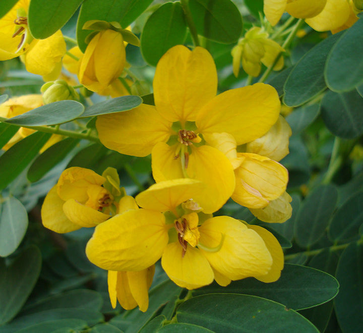 Cassia surattensis "Scrambled Egg Plant"