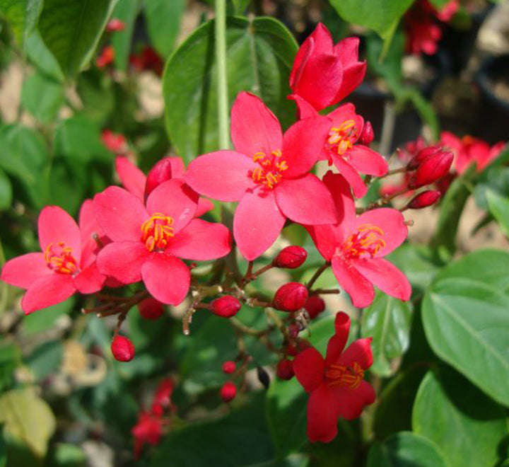 Jatropha integerrima "peregrina or spicy jatropha"