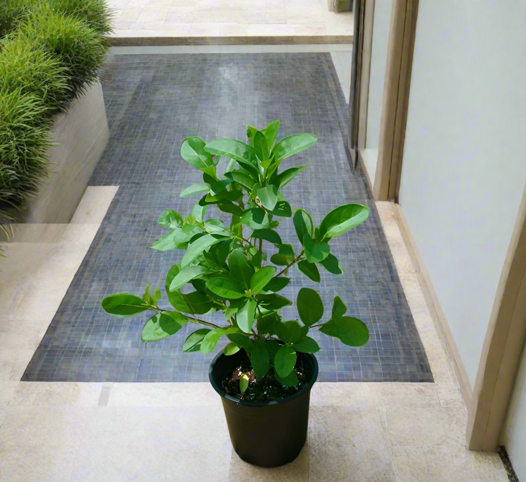 Clerodendrum inerme (Wild Jasmine)